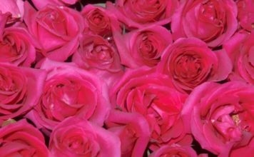 Le malattie delle rose – 1 parte 528 0 049 Le malattie delle rose 1^parte
